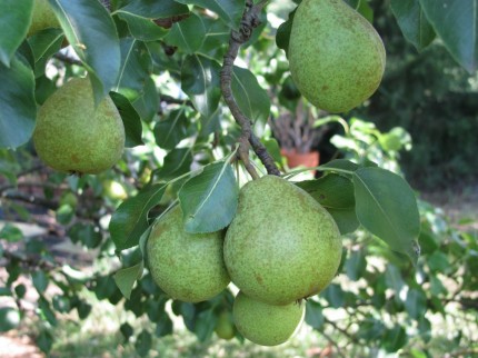 Pears-1024×768
