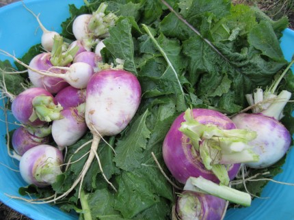 Picked-Turnips
