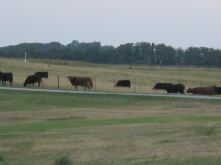 Pasture-with-lots-of-cows-5-1024×768